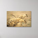 Suche nach serengeti nationalpark poster Natur