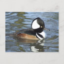 Recherche de buffle cartes postales Nature