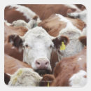 Recherche de tête vache autocollants Horizontal
