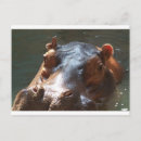 Recherche de hippo cartes postales Animal