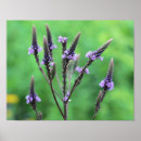 Suche nach lila wildblumen poster Fotografie