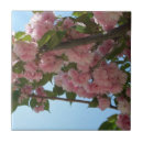 Suche nach kirschbaum fliesen Blume