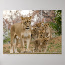 Suche nach afrikanischer lowe poster Safari