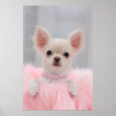 Suche nach chihuahua poster Welpe