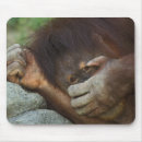 Suche nach primat mousepads Orang utan