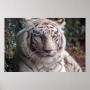 Recherche de de carole posters Tigre
