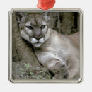 Suche nach puma ornamente Katze