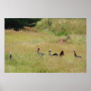 Recherche de papier dinde photographie Nature