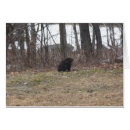 Suche nach groundhog Wild