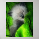 Recherche de petit somme de chat posters Mignon