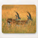 Recherche de gazelle tapis souris Faune
