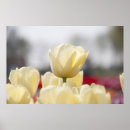 Suche nach weiße tulpen poster Rosa