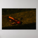 Suche nach koi fisch poster Gold