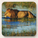 Suche nach schilfe untersetzer Wasser