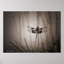 Recherche de mouche de dragon posters Ailes