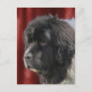 Recherche de chien de newfie cartes postales Terre neuve