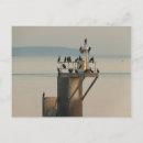 Recherche de cormoran cartes postales Oiseau