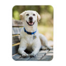 Recherche de le labrador magnets Chiot