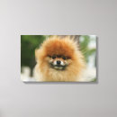 Recherche de capture impressions sur toile Photographe canin