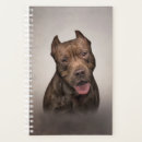 Recherche de american staffordshire terrier Animaux