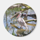 Suche nach pelikane magnete Vögel