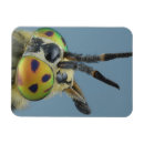 Recherche de aux yeux bleus magnets Insecte