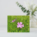 Suche nach moschus postkarten Blume