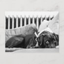 Suche nach weißer hund postkarten Schwarz weiß