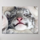 Recherche de chaton tigré posters Tigre