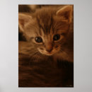 Suche nach denkende poster Kätzchen