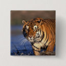 Recherche de tigre de bengale badges Animal