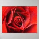 Suche nach red rose poster Flower