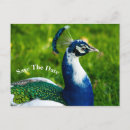 Suche nach pfau save the date postkarten Vögel