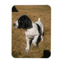 Suche nach gescheckt Hund