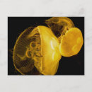 Recherche de méduse cartes postales Nature