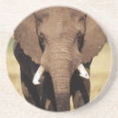 Suche nach afrikanischer elefant untersetzer Tag