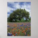 Suche nach wildflower painting poster Usa