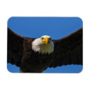 Suche nach flug magnete Greifvogel