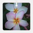 Suche nach plumeria ornamente Hawaiianische blume