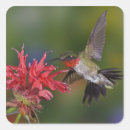 Suche nach hummingbird aufkleber Kolibris
