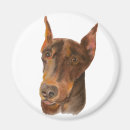 Recherche de pinscher magnets Dog