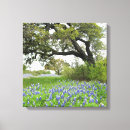 Suche nach texas leinwandbilder Bluebonnet