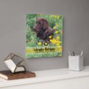 Recherche de laboratoire horloges Labrador