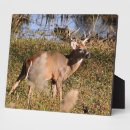 Suche nach hirsch fotoplatten Weiße hirsche