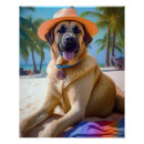 Suche nach anatolisch poster Anatolischer hirte