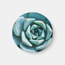 Recherche de plantes vertes magnets Succulent