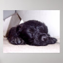 Recherche de scottish terrier posters Écossais