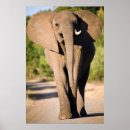 Suche nach afrikanische elefanten poster Tier