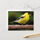 Suche nach goldschmied postkarten Singvogel
