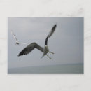 Recherche de oiseau mer cartes postales Animal